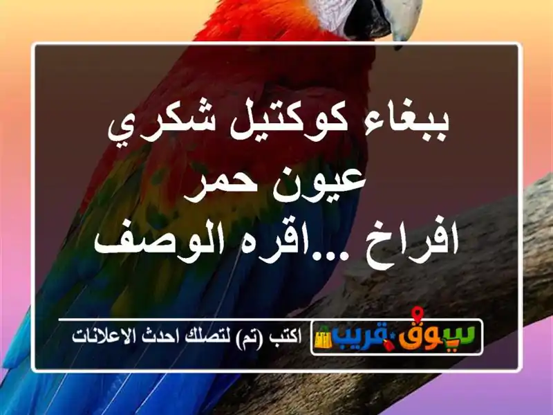 ببغاء كوكتيل شكري عيون حمر افراخ ...اقره الوصف