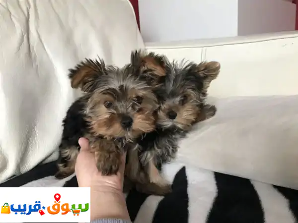 جراوي يوركشاير تيرير رائعة  دبي. اليكم جراوي...