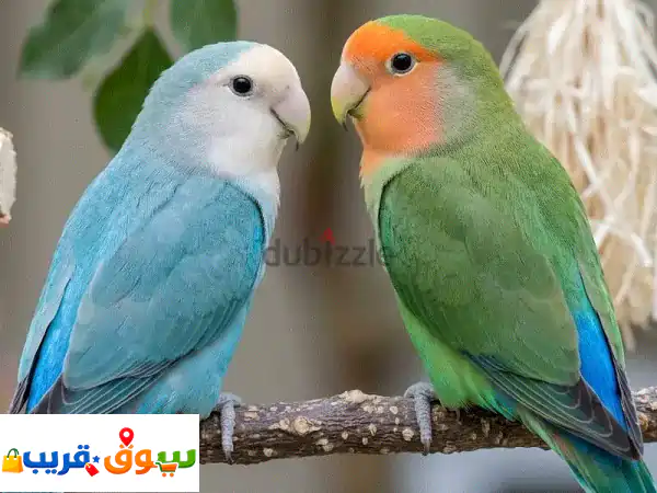 Pair of Lovebirds with Cage & Food