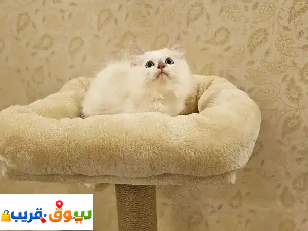 قطة هيمالايا أنثى للبيع - أليفة، مدربة، عمر شهر ونصف...
