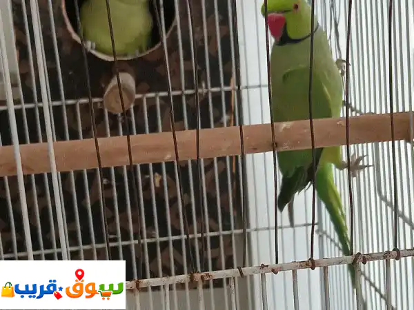 Parrot Pair for sale