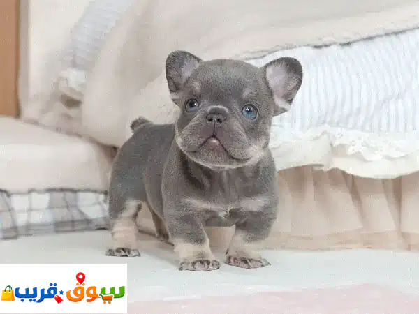 French bulldog