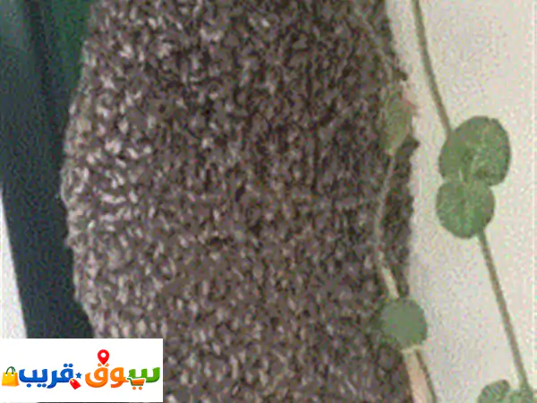 يوجد خلية نحل بري عمرها ثلاث شهور لأصحاب المناحل...
