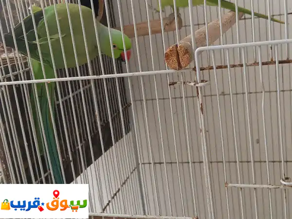 Parrot Pair for sale