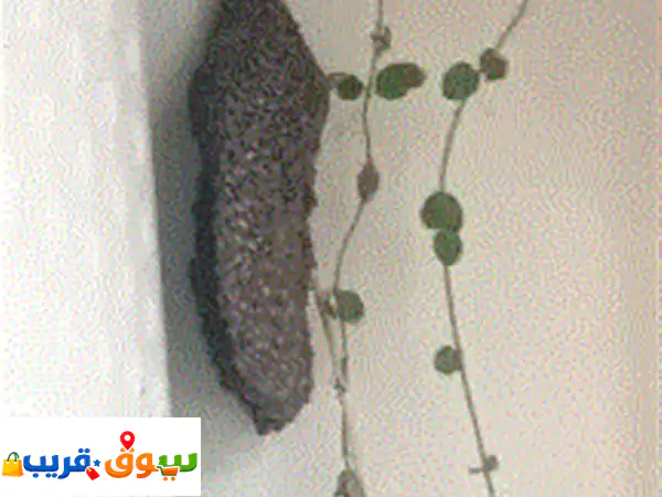 يوجد خلية نحل بري عمرها ثلاث شهور لأصحاب المناحل ولمن له مصلحة بذلك، موجودة في الشارقة منطقة التعاون