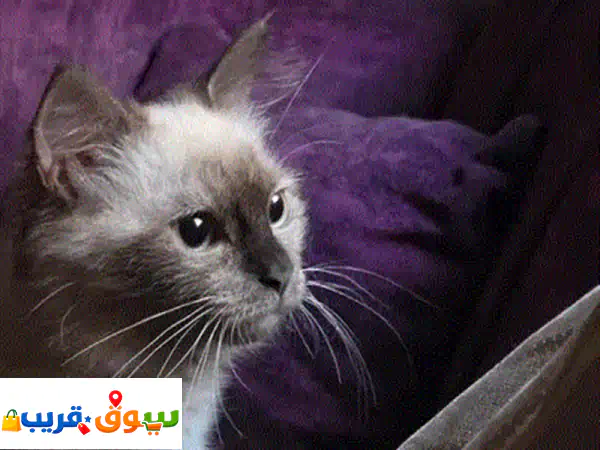 قطة هيمالايا أنثى للبيع - أليفة، مدربة، عمر شهر ونصف بـ 50 د.ب - رفيقتك المثالية تنتظرك!