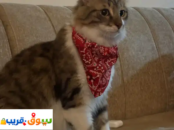 تبنى رفيقين العمر! 🐾 قطتان ذكران معقمان...