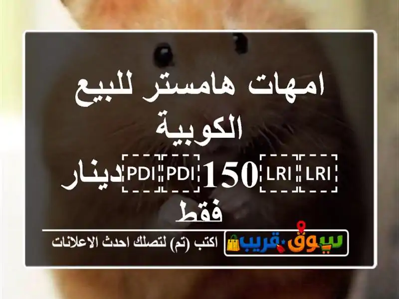 امهات هامستر للبيع الكوبية ⁦⁦150⁩⁩دينار فقط