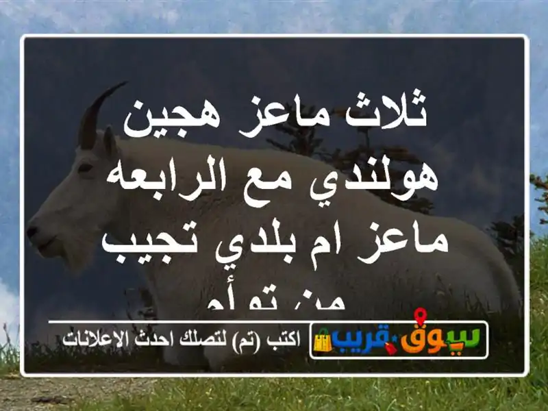 ثلاث ماعز هجين هولندي مع الرابعه ماعز ام بلدي تجيب...
