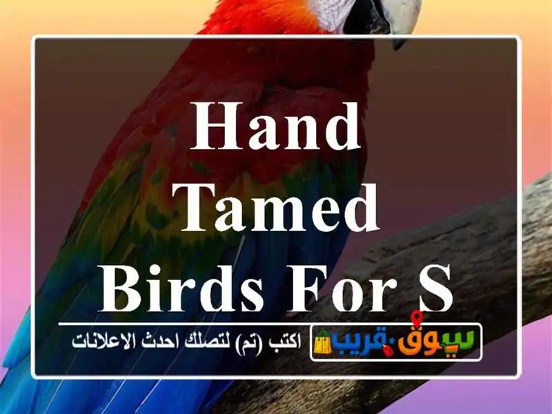 Hand tamed birds for sale