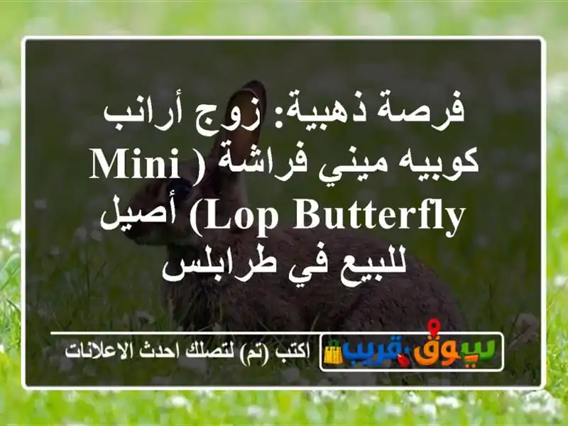 فرصة ذهبية: زوج أرانب كوبيه ميني فراشة (Mini Lop Butterfly)...