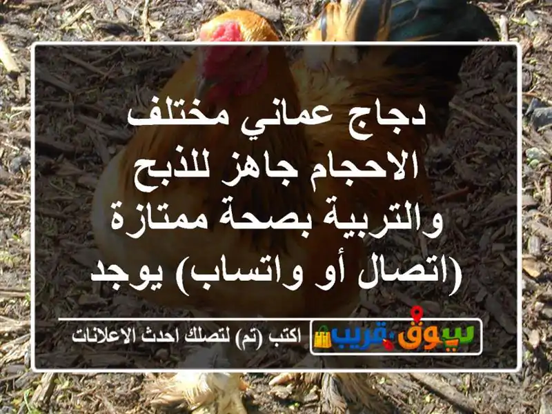 دجاج عماني مختلف الاحجام جاهز للذبح والتربية بصحة ممتازة (اتصال أو واتساب) يوجد مندوب