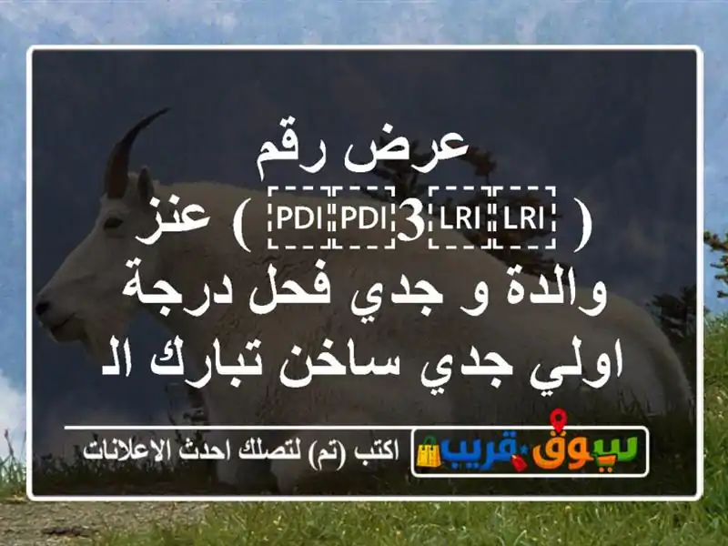 عرض رقم ( ⁦⁦3⁩⁩ ) عنز والدة و جدي فحل درجة اولي...