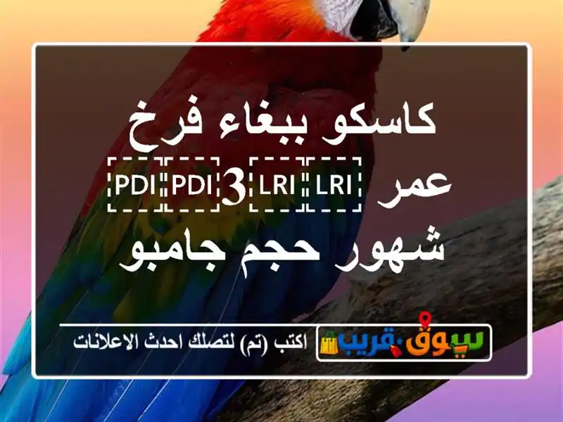 كاسكو ببغاء فرخ عمر ⁦⁦3⁩⁩ شهور حجم جامبو