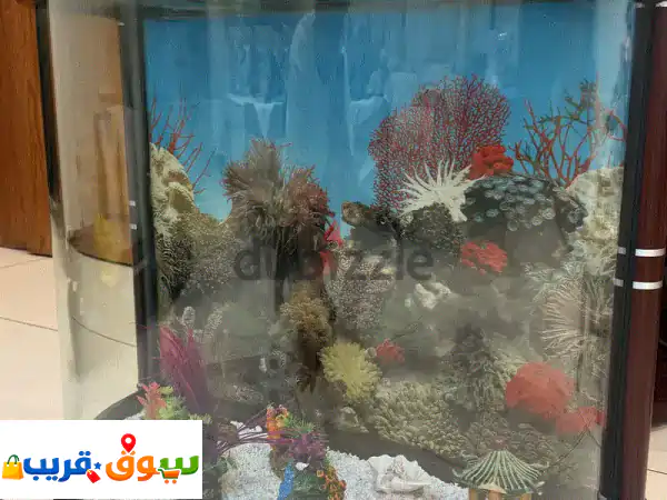 Large Curved Aquarium  With Standu002 F Cabinet