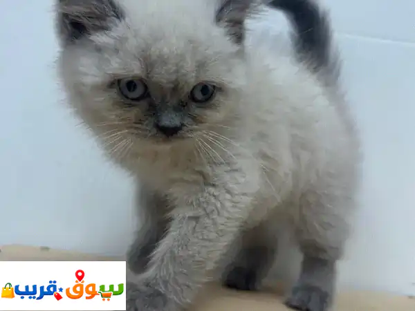Himalayan breed kitten.