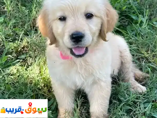 Golden Retriever Puppies for sale