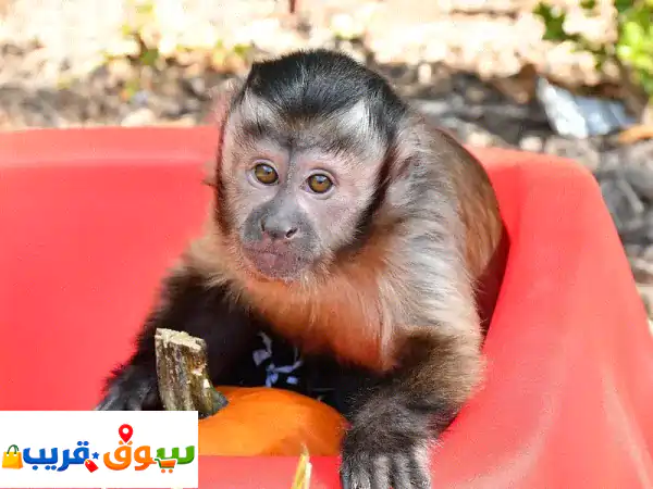 Whatsapp Me +966(583921348)u002 Fu002 FCapuchin Monkeys