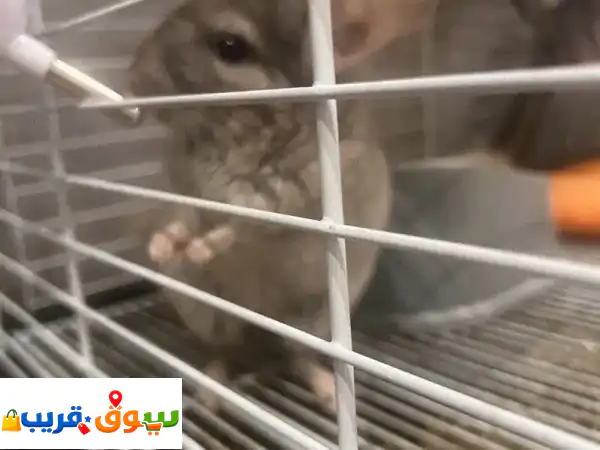 للبيع زوج شانشيلا