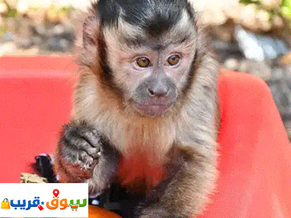 Whatsapp Me +966(583921348)u002 Fu002 FCapuchin Monkeys