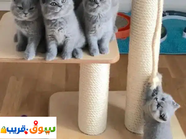 قطط بريتش شورت هير رائعة للبيع | أليفة، مُدربة،...