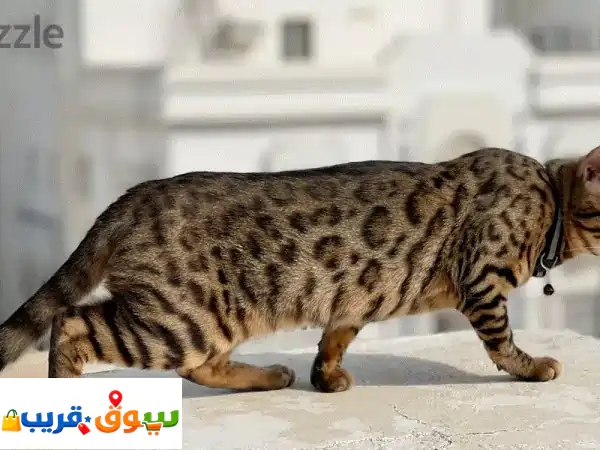 قطه بنجال بيور
