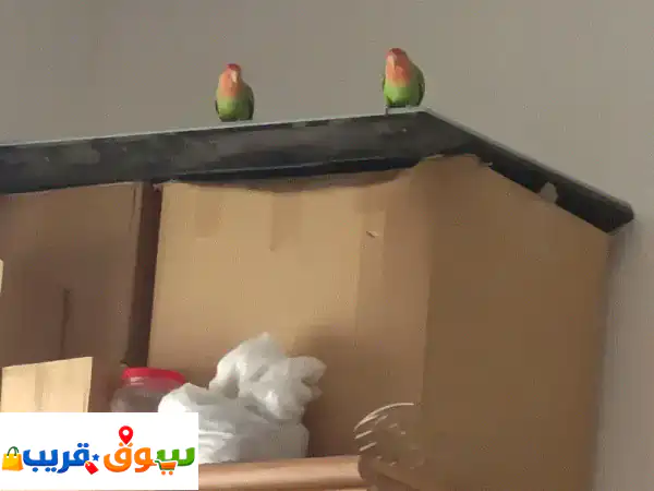 love birds
