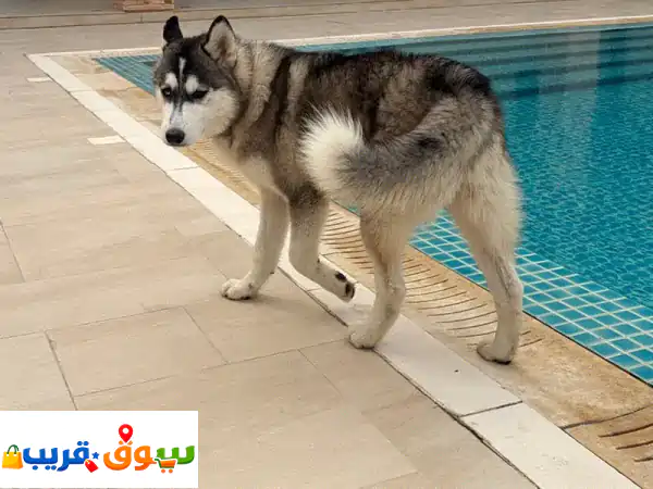 Beautiful 12MonthOld Husky Puppies Looking for Loving Homes