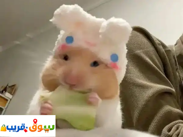 هامستر أشقر كيوت: رفيقك المرح بسعر لا يُقاوم!