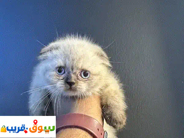 Himalayan breed kitten.