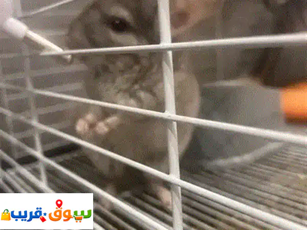 للبيع زوج شانشيلا