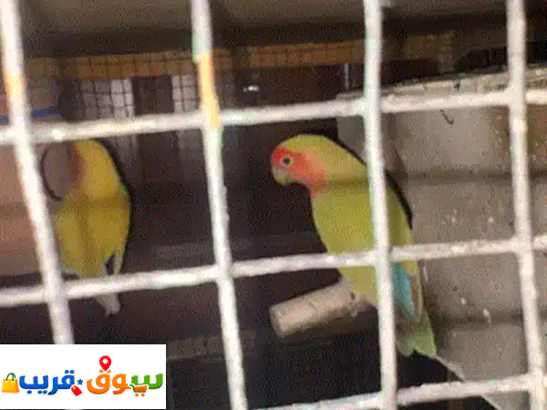 love birds
