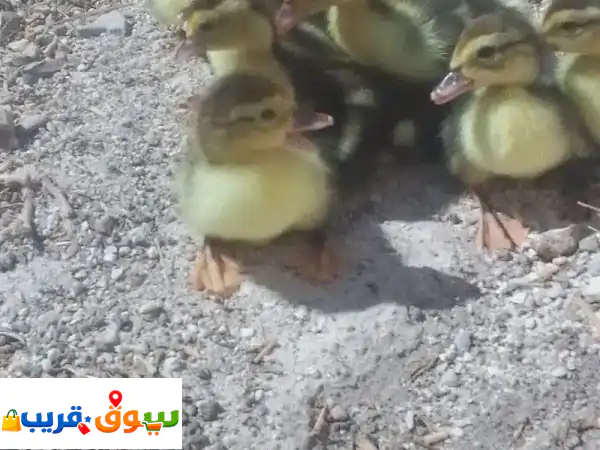 احصل الآن على 10 صوص بط بلدي: مطعم ضد التهاب السرة...