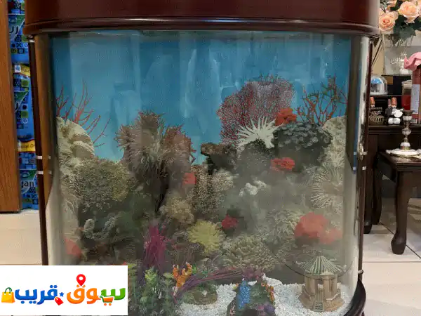 Large Curved Aquarium  With Standu002 F Cabinet