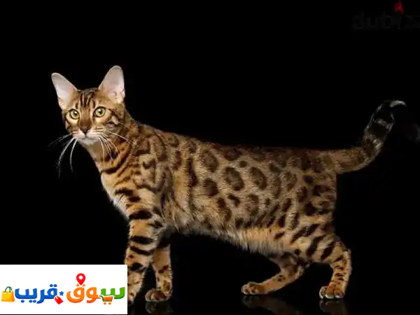 قطه بنجال بيور