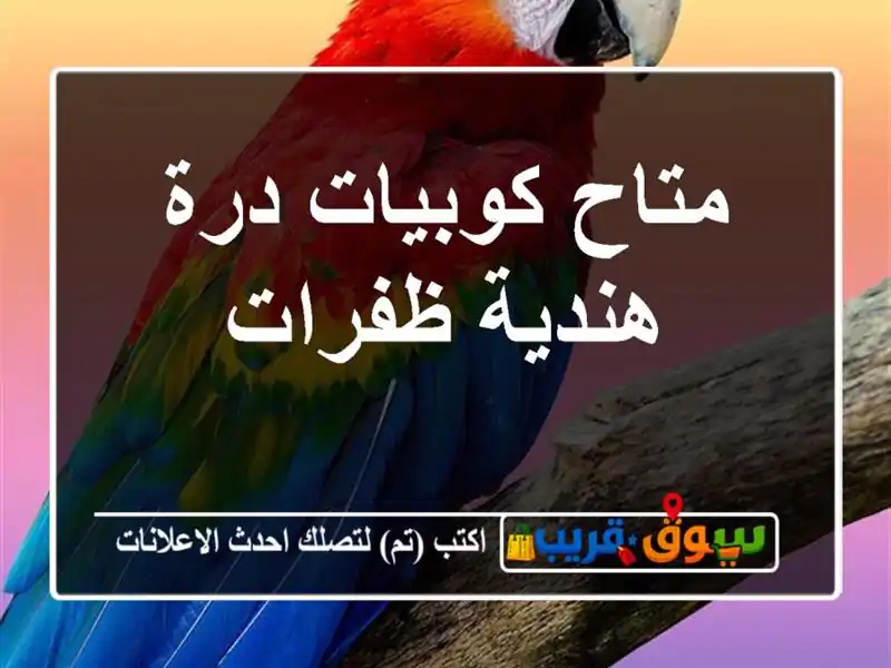 متاح كوبيات درة هندية ظفرات