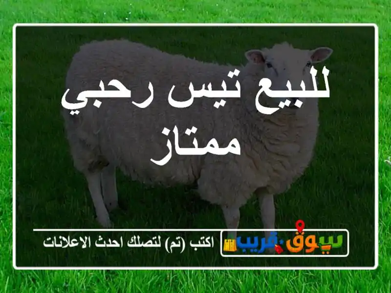 للبيع تيس رحبي ممتاز