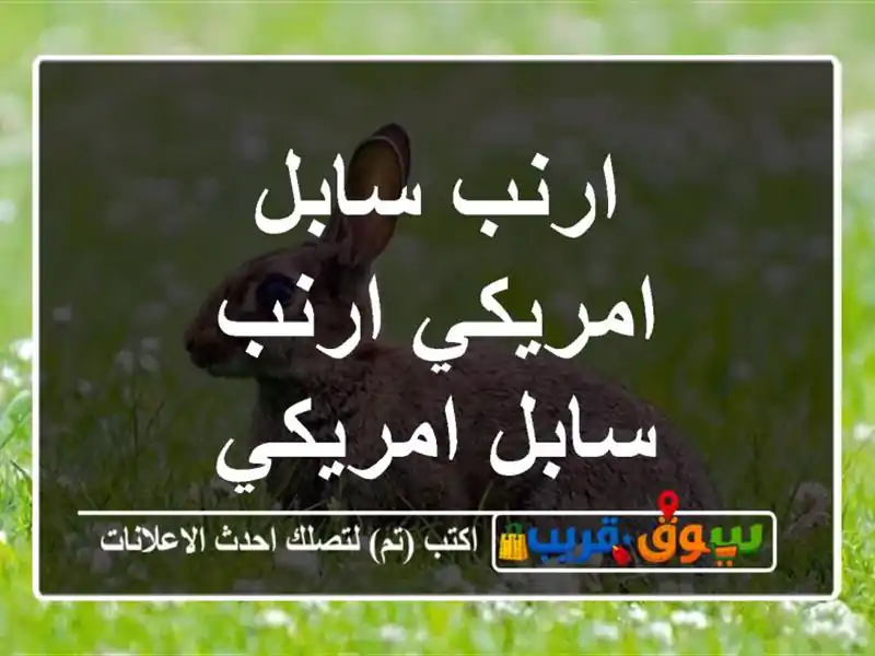 ارنب سابل امريكي ارنب سابل امريكي