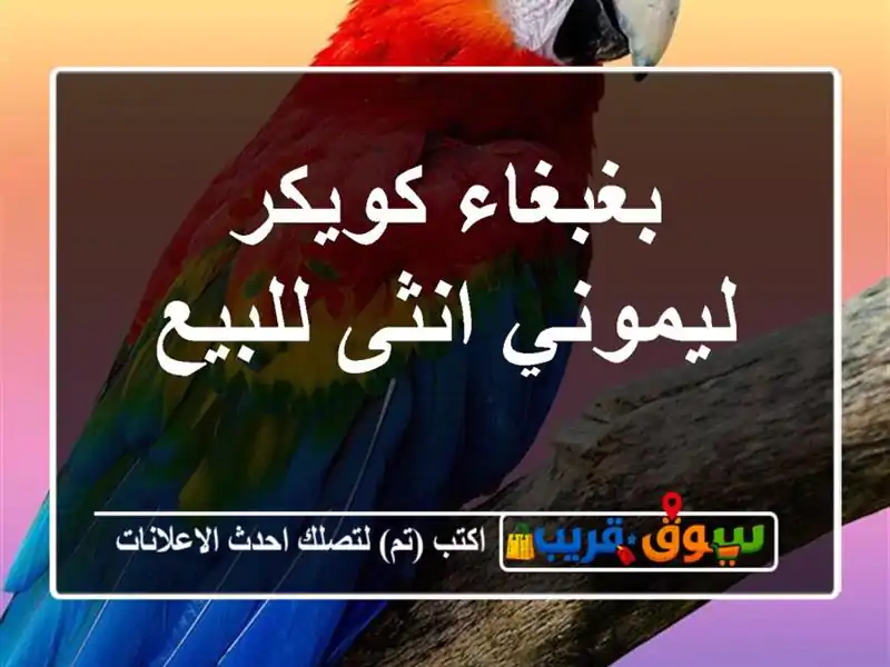 بغبغاء كويكر ليموني انثى للبيع