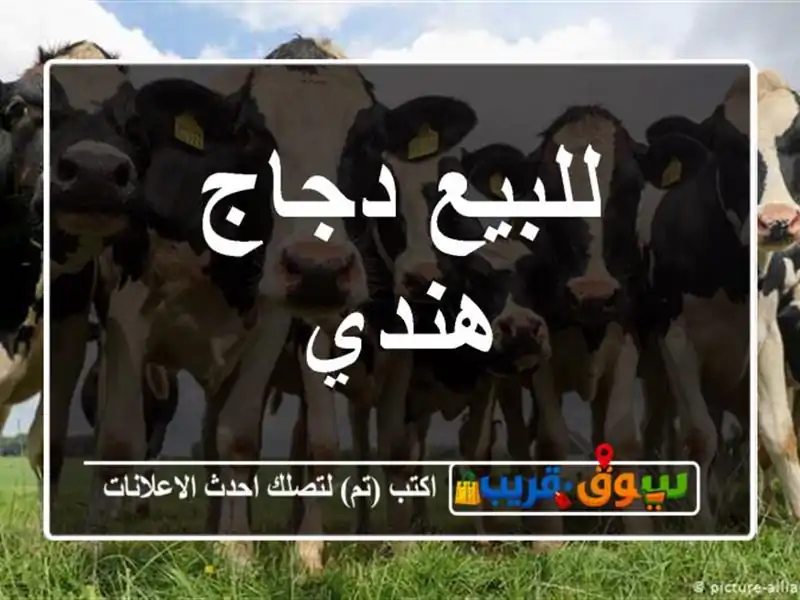 للبيع دجاج هندي