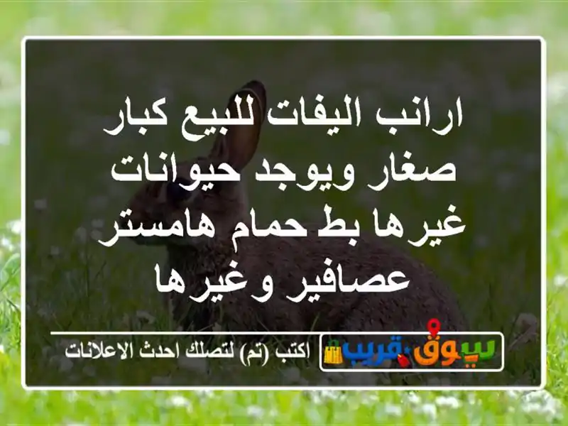 ارانب اليفات للبيع كبار صغار ويوجد حيوانات غيرها...