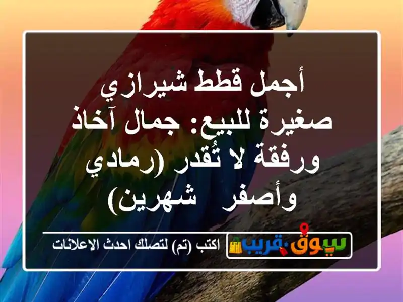 أجمل قطط شيرازي صغيرة للبيع: جمال آخاذ ورفقة لا...