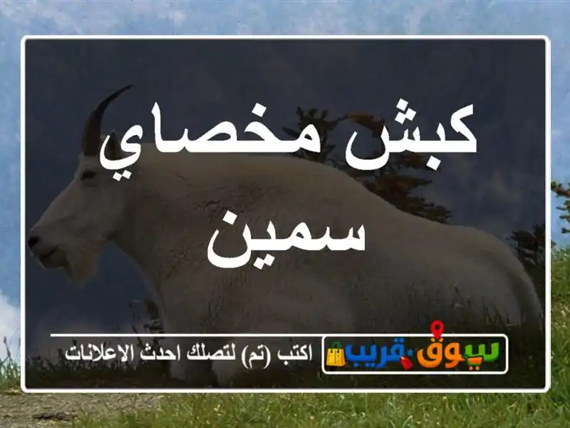 كبش مخصاي سمين