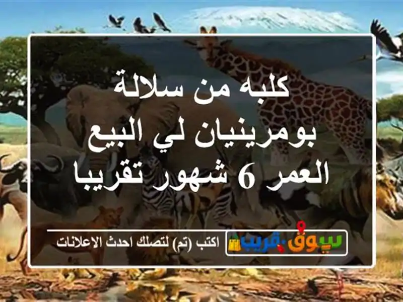 كلبه من سلالة بومرينيان لي البيع العمر 6 شهور تقريبا