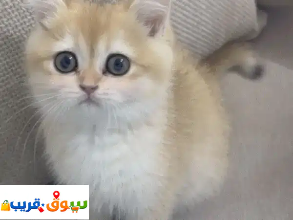 كتن سكوتش u002 F Scottish kitten