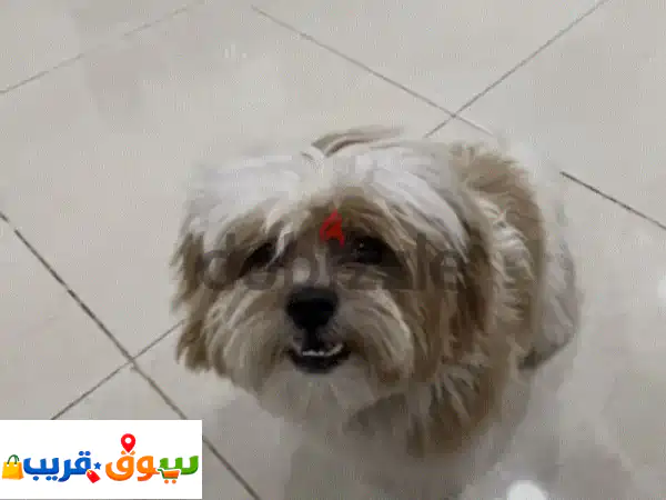 Selling shitzu dog 4 years 20 bd