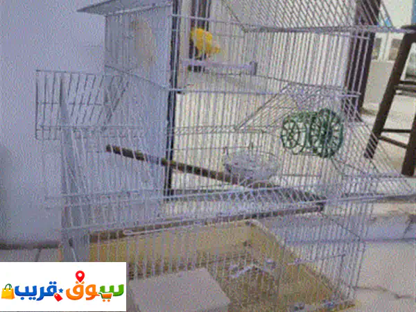 جوز كنار سوري شغال وحاليا باضت 4 بيضات والذكر تغريد...