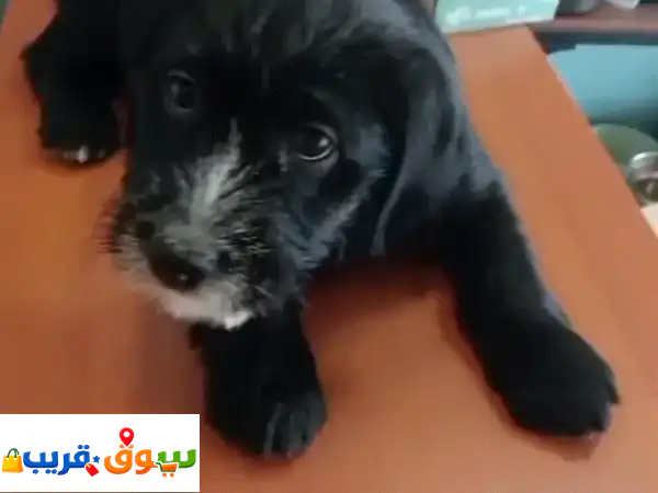 playful kind and kids lover dog