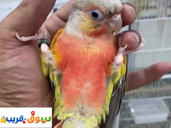 Good parrot