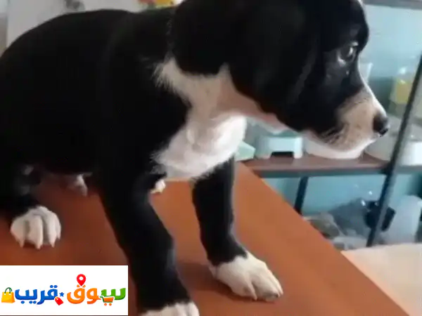 playful kind and kids lover dog